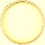 Dixie Belle Chalk Mineral Paint Lemonade