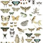 IOD Decor Transfer "Entomology Etcetera"
