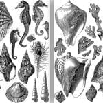 IOD Decor Stamp Seashore - Set of 2