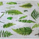 Posh Chalk Deluxe Decoupage STONY FERN - The House of Mendes Collection