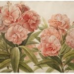 Posh Chalk Deluxe Decoupage MULLER'S PEONIES