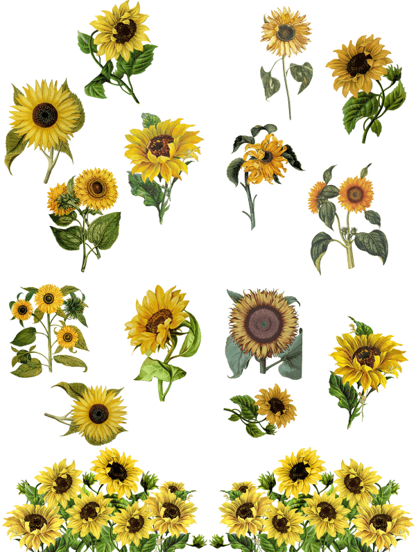 Belles & Whistles Transfer Sunflower 62 x 81 cm