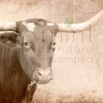 Mint by Michelle Decoupage Papier "Texas Longhorn"