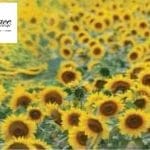 Grace on Design Decoupage Papier "Sunflower Fields Muster" Größe 45,72 cm x 60,96 cm (18"x 24")