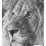 Grace on Design Decoupage Papier "His Majesty" Größe 30,48 cm x 45,72 cm (12″ x18″)