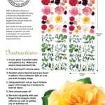 A1 Artists First Transfer Splendid Flora