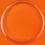 Dixie Belle Chalk Mineral Paint Florida Orange